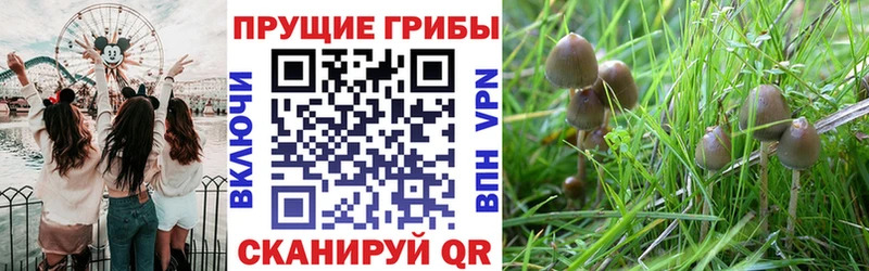 hydra зеркало  Островной  это официальный сайт  Псилоцибиновые грибы мицелий 